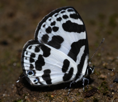 Banded_Blue_Pierrot.jpg