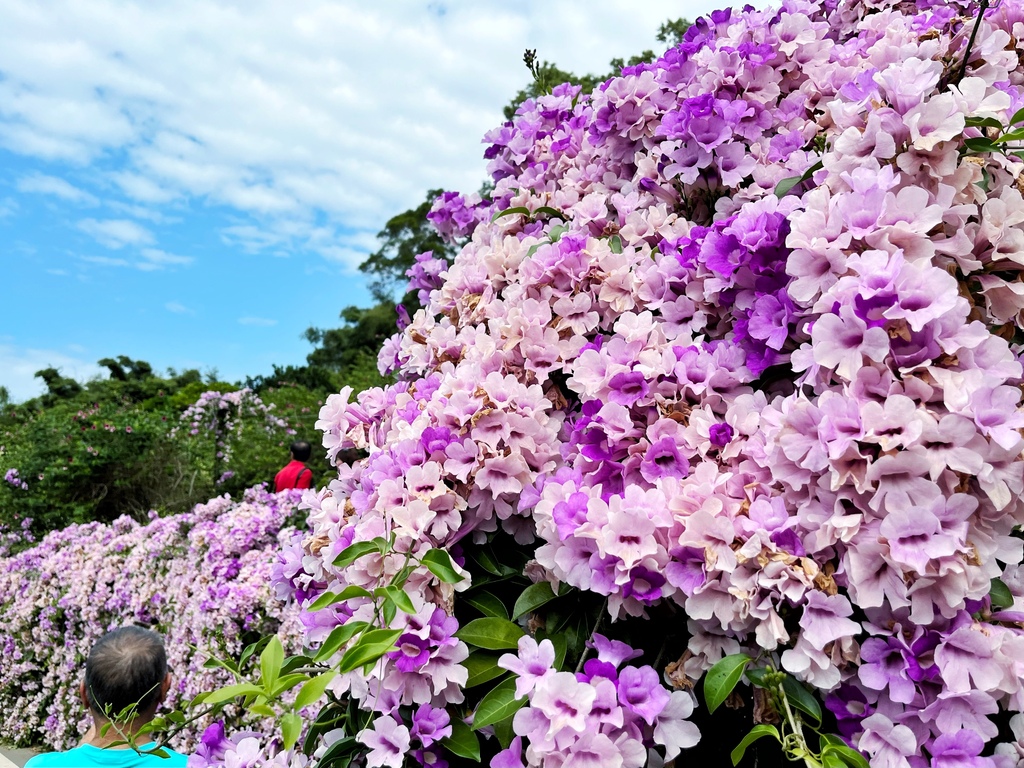 通霄鎮楓樹里蒜香藤花廊。苗栗景點。通霄景點。隱身農路上200