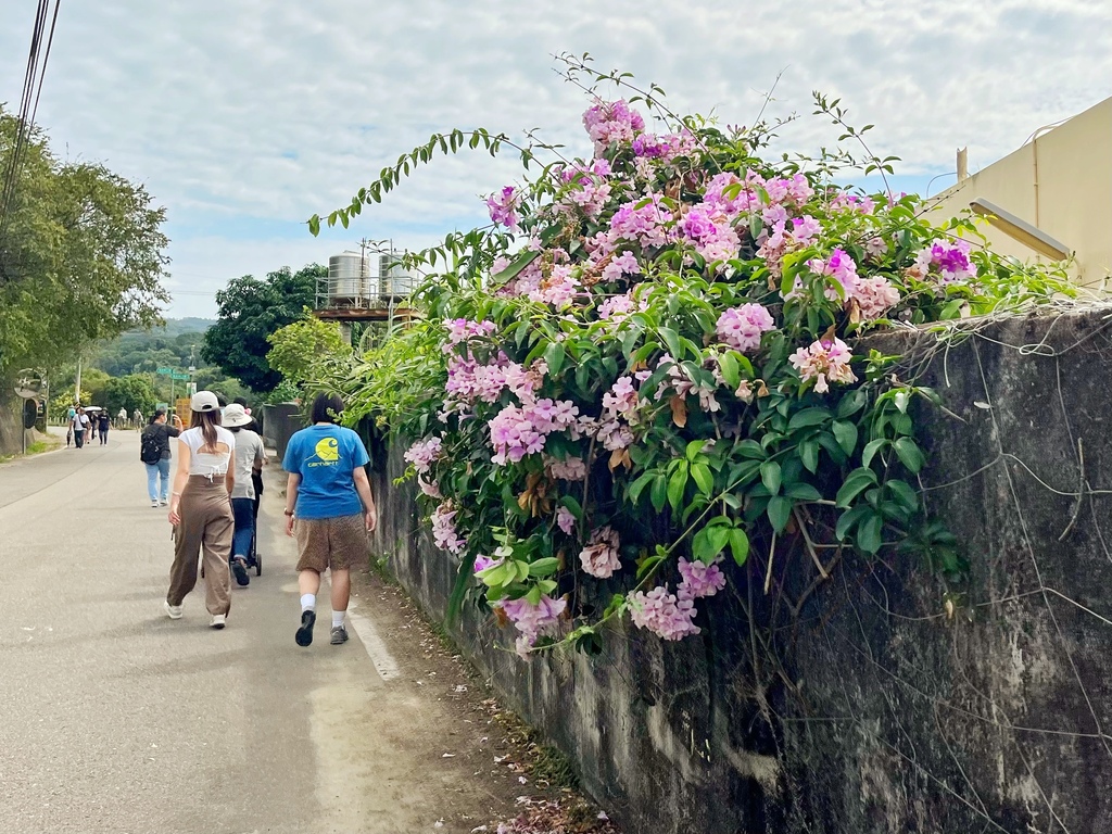 通霄鎮楓樹里蒜香藤花廊。苗栗景點。通霄景點。隱身農路上200