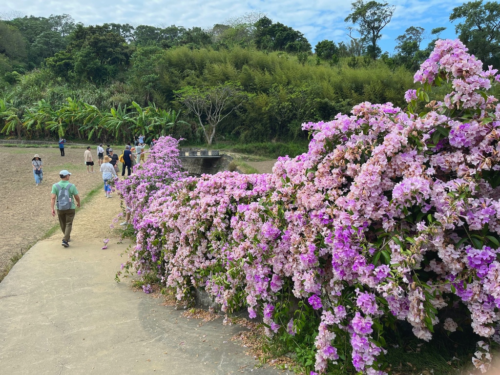 通霄鎮楓樹里蒜香藤花廊。苗栗景點。通霄景點。隱身農路上200