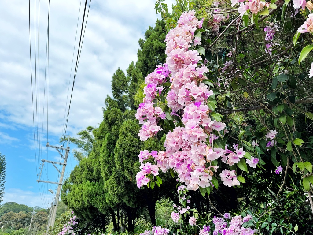 通霄鎮楓樹里蒜香藤花廊。苗栗景點。通霄景點。隱身農路上200