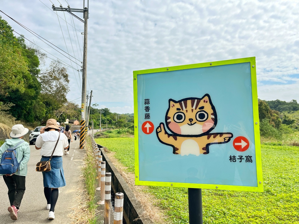 通霄鎮楓樹里蒜香藤花廊。苗栗景點。通霄景點。隱身農路上200