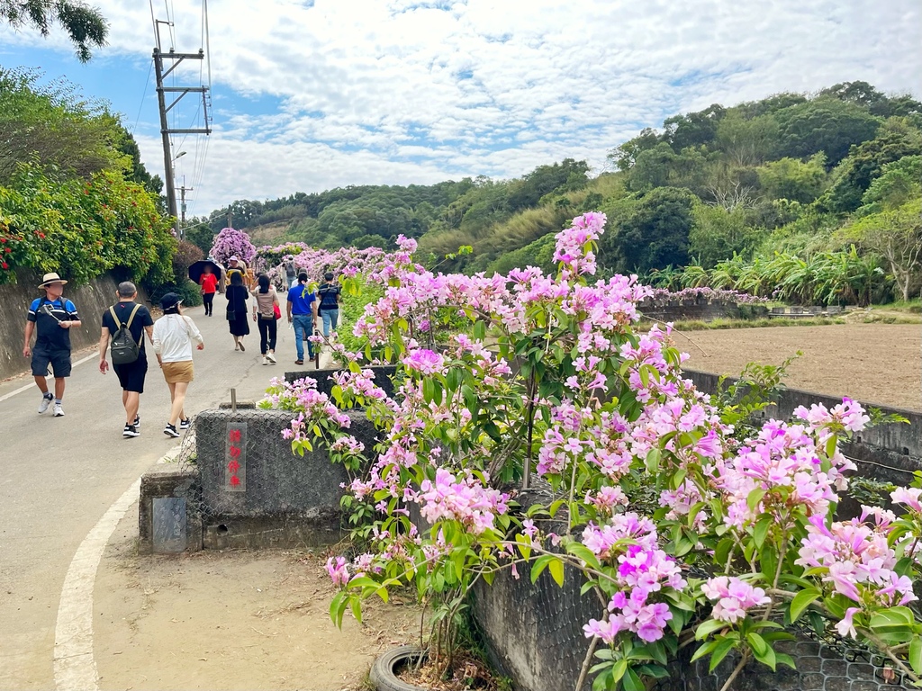 通霄鎮楓樹里蒜香藤花廊。苗栗景點。通霄景點。隱身農路上200