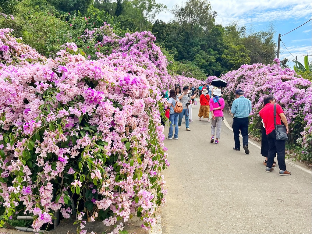 通霄鎮楓樹里蒜香藤花廊。苗栗景點。通霄景點。隱身農路上200