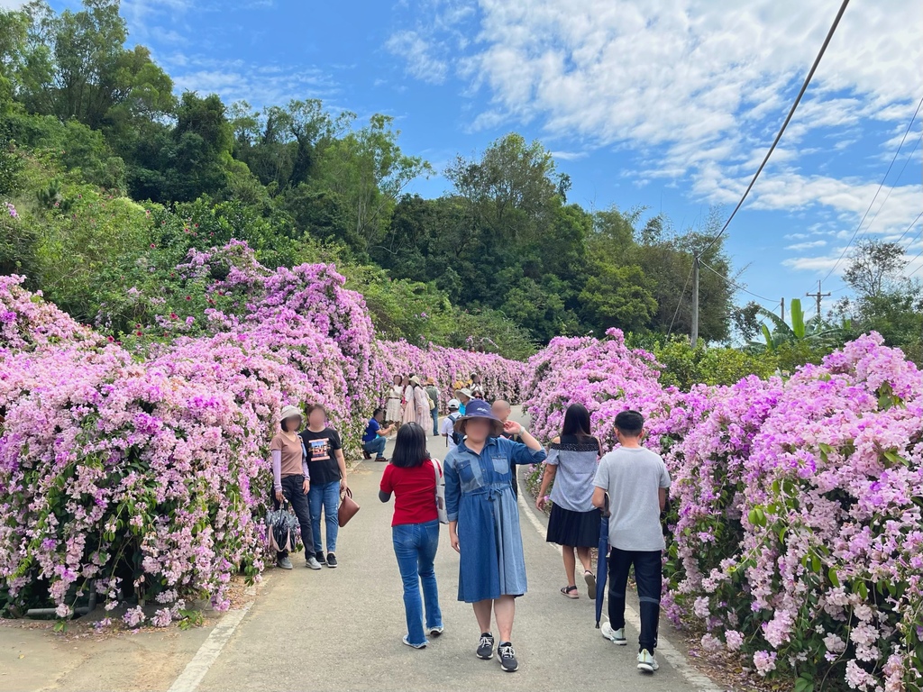 通霄鎮楓樹里蒜香藤花廊。苗栗景點。通霄景點。隱身農路上200