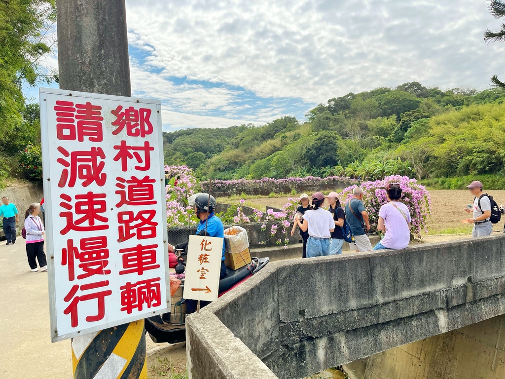 通霄鎮楓樹里蒜香藤花廊。苗栗景點。通霄景點。隱身農路上200