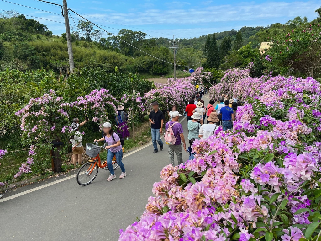 通霄鎮楓樹里蒜香藤花廊。苗栗景點。通霄景點。隱身農路上200