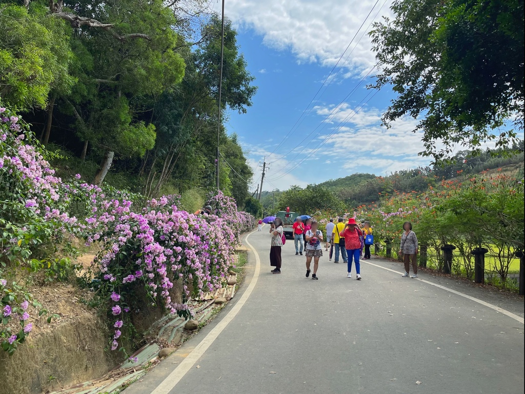 通霄鎮楓樹里蒜香藤花廊。苗栗景點。通霄景點。隱身農路上200