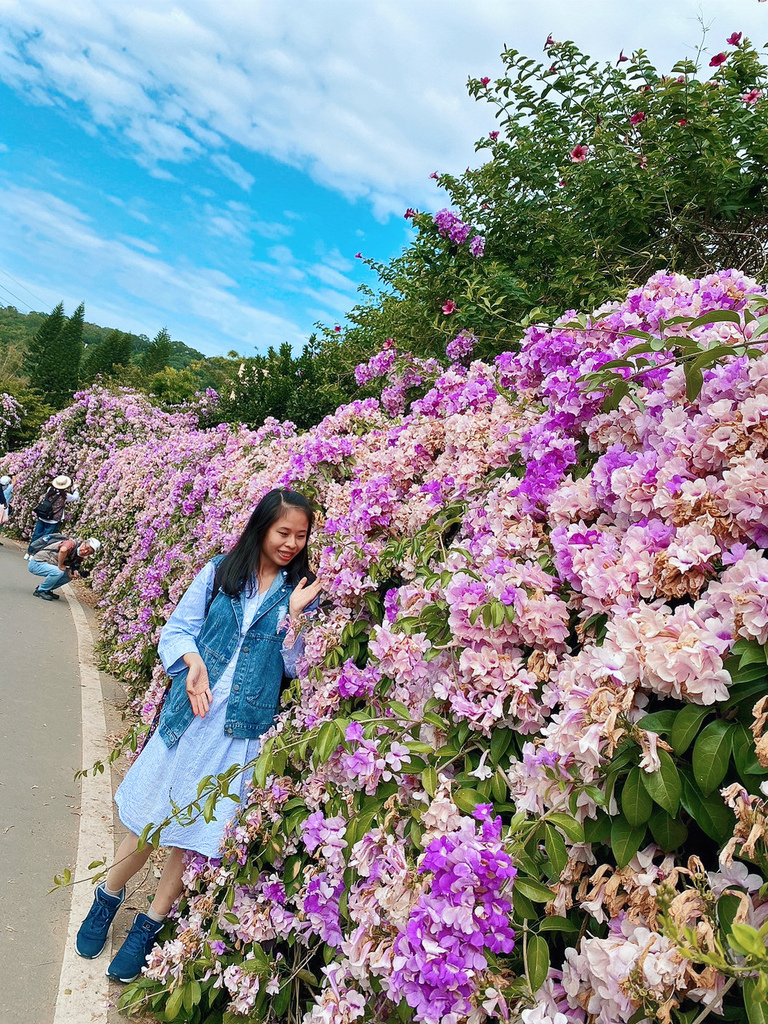 通霄鎮楓樹里蒜香藤花廊。苗栗景點。通霄景點。隱身農路上200