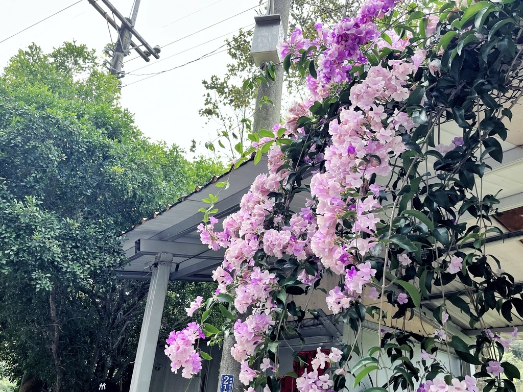 通霄鎮楓樹里蒜香藤花廊。苗栗景點。通霄景點。隱身農路上200