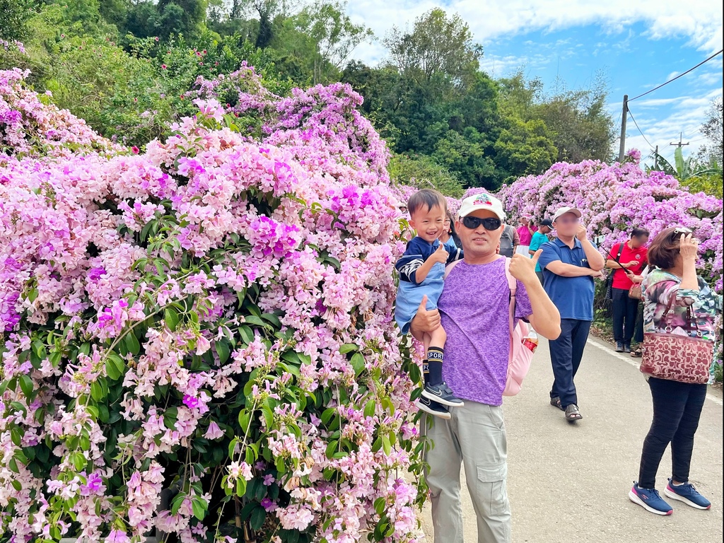 通霄鎮楓樹里蒜香藤花廊。苗栗景點。通霄景點。隱身農路上200