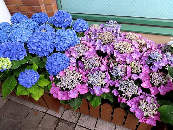 19前進長崎 眼鏡橋紫陽花祭 長崎電車 愛心石 叮鈴冰 匠寬堂 艾希絲妮文件 痞客邦