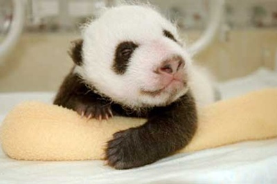 panda_baby_14sfw1.jpg panda_baby_14sfw1.jpg