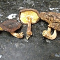段木香菇