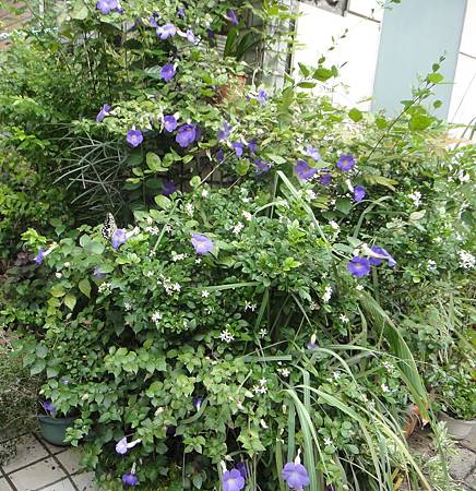 立鶴花與七里香爭艷.無尾鳳蝶來採蜜