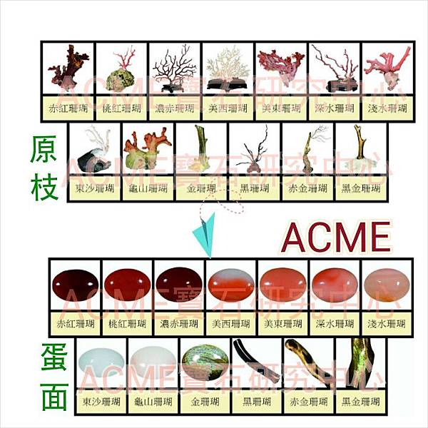 珊瑚全品種