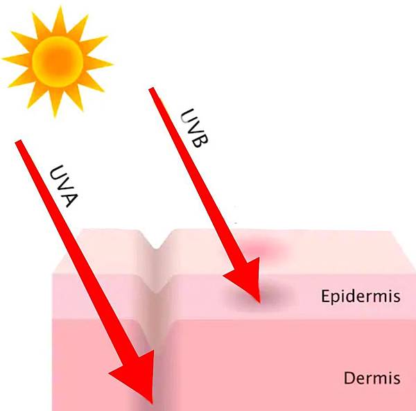 UVA aging Skin