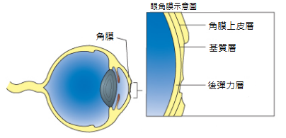 眼角膜.png