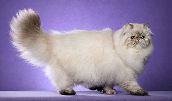 1357406640_469834741_1-Pictures-of--Persian-cat-for-sale.jpg