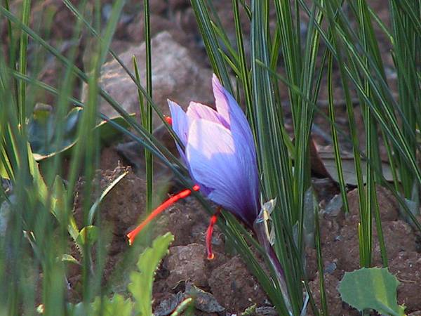 Flor de perfil Autor_Antonio García.jpg