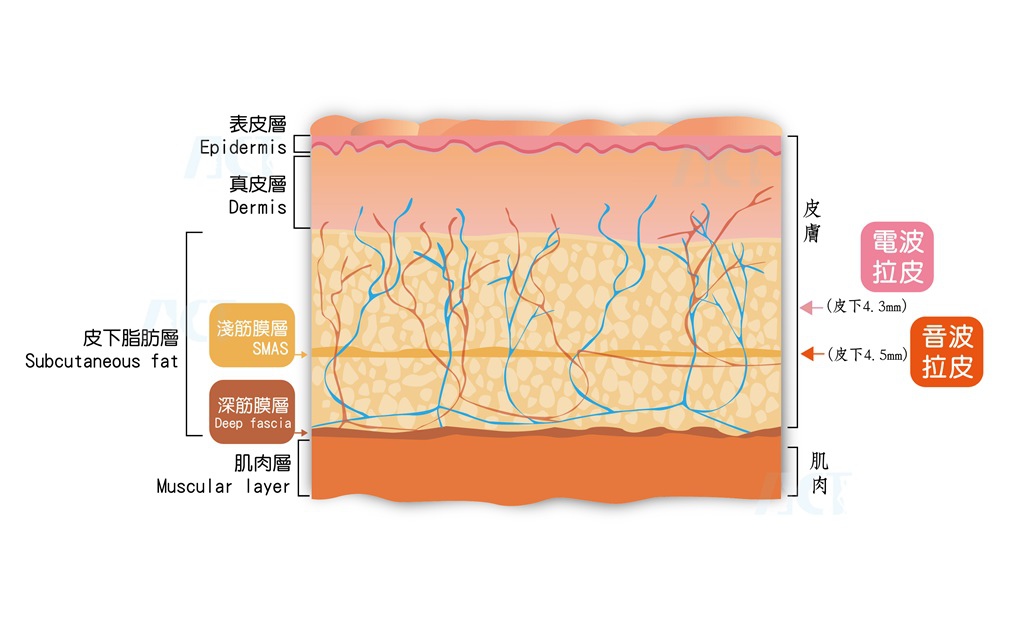 2016-非凡-皮膚斷層-更新.jpg