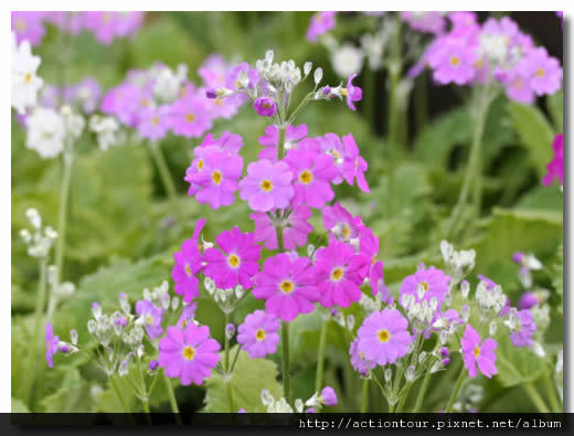 Primula_malacoides_1.jpg