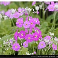 Primula_malacoides_1.jpg