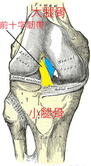 acl anatomy 2.png