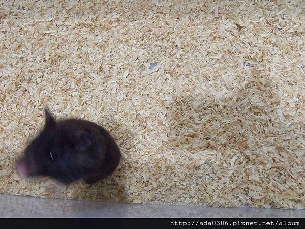 青鳥寵物木屑床2.jpg 青鳥寵物木屑床2.jpg