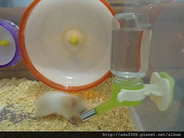 Marukan雙鋼珠飲水器 (2).jpg