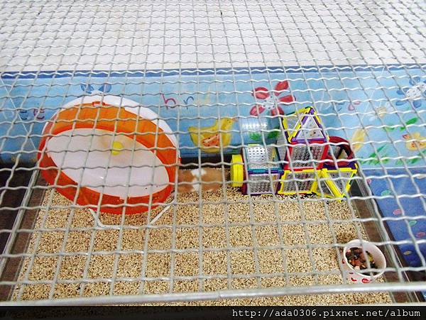 蔥崩壓克力籠 (2).jpg 蔥崩壓克力籠 (2).jpg