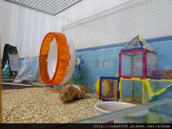 蔥崩壓克力籠 (3).jpg 蔥崩壓克力籠 (3).jpg