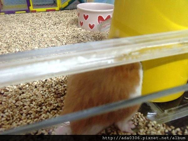 蔥崩壓克力籠 (4).jpg 蔥崩壓克力籠 (4).jpg