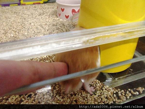 蔥崩壓克力籠 (5).jpg 蔥崩壓克力籠 (5).jpg