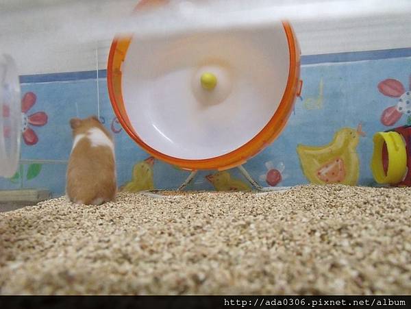 蔥崩壓克力籠 (6).jpg 蔥崩壓克力籠 (6).jpg