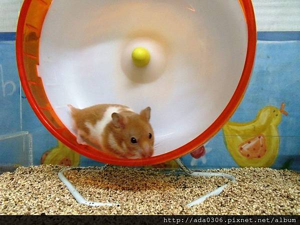 蔥崩壓克力籠 (7).jpg 蔥崩壓克力籠 (7).jpg