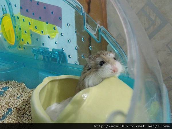 預言日記6.9.jpg 預言日記6.9.jpg