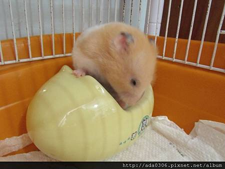 河馬馬桶 (3).jpg 河馬馬桶 (3).jpg