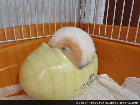 河馬馬桶 (4).jpg 河馬馬桶 (4).jpg