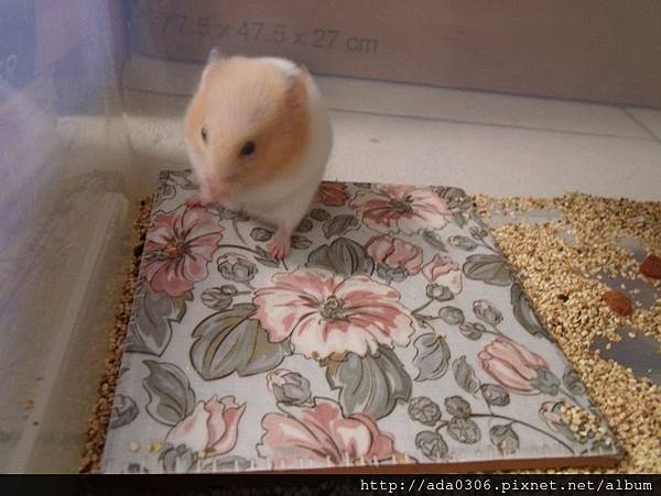 西班牙Mainzu花磚 (2).jpg 西班牙Mainzu花磚 (2).jpg