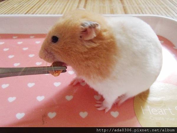 幸福鼠食坊倉鼠甜甜圈 (15).jpg