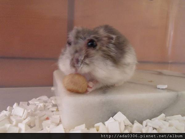 幸福鼠食坊倉鼠甜甜圈.jpg 幸福鼠食坊倉鼠甜甜圈.jpg