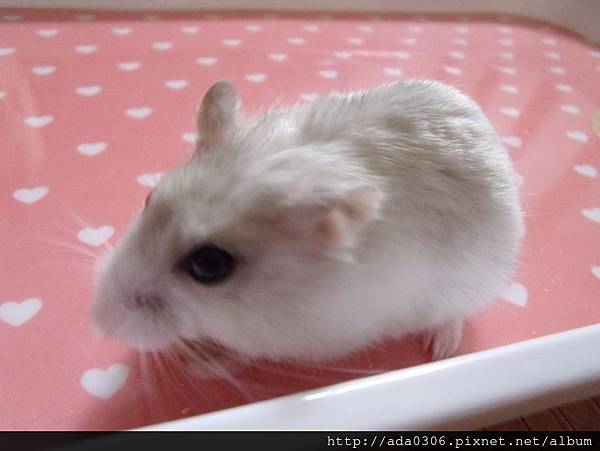 幸福鼠食坊倉鼠甜甜圈 (13).jpg 幸福鼠食坊倉鼠甜甜圈 (13).jpg