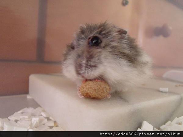 幸福鼠食坊倉鼠甜甜圈 (1).jpg 幸福鼠食坊倉鼠甜甜圈 (1).jpg