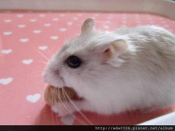 幸福鼠食坊倉鼠甜甜圈 (14).jpg 幸福鼠食坊倉鼠甜甜圈 (14).jpg