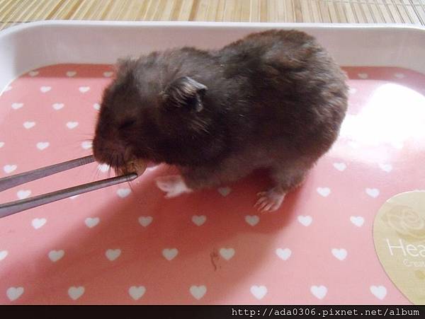 幸福鼠食坊倉鼠甜甜圈 (11).jpg 幸福鼠食坊倉鼠甜甜圈 (11).jpg