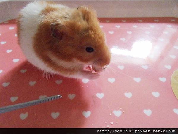 幸福鼠食坊倉鼠甜甜圈 (12).jpg 幸福鼠食坊倉鼠甜甜圈 (12).jpg