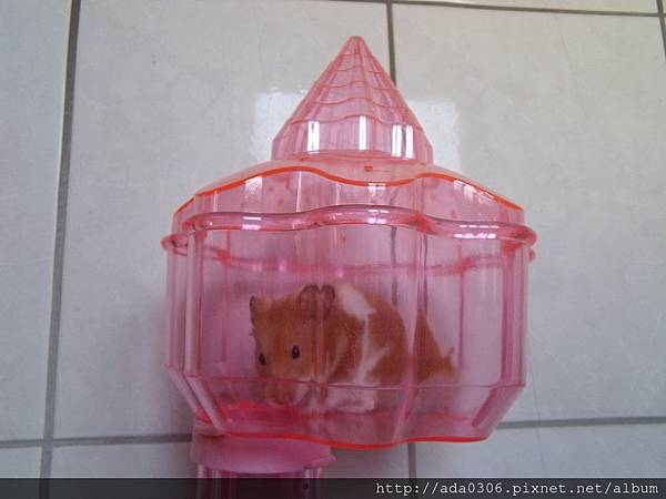 城堡哨 (3).jpg 城堡哨 (3).jpg