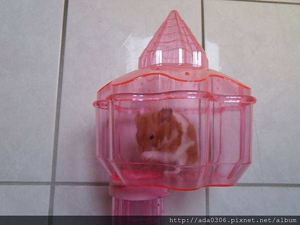 城堡哨 (4).jpg 城堡哨 (4).jpg