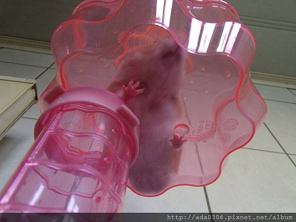 城堡哨 (5).jpg 城堡哨 (5).jpg